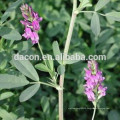 Alfalfa Grass Powder